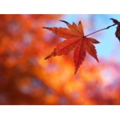 足立紅葉.jpg