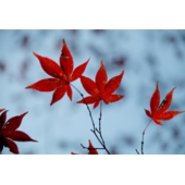 高木紅葉.jpg