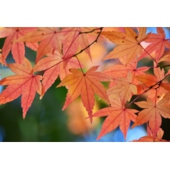 前田紅葉.jpg