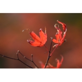 小鷹紅葉.jpg