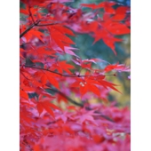 山崎紅葉.jpg